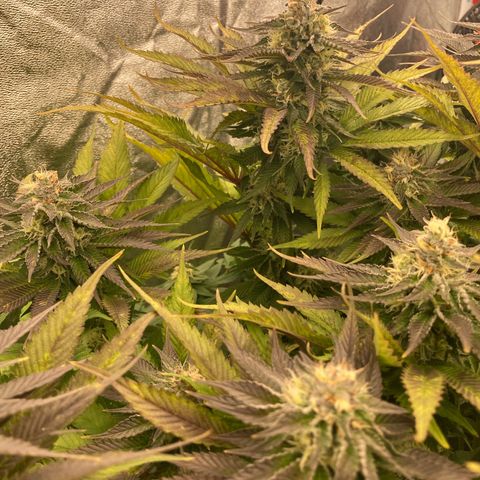 Wedding Crasher growlog timeline photo