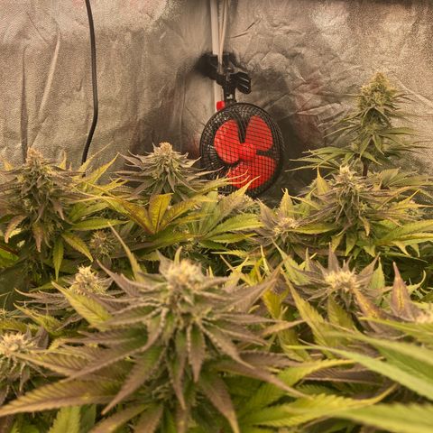 Wedding Crasher growlog timeline photo