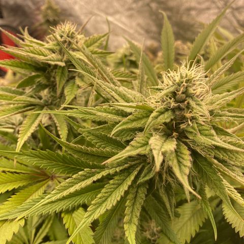 Royal Gorilla growlog timeline photo