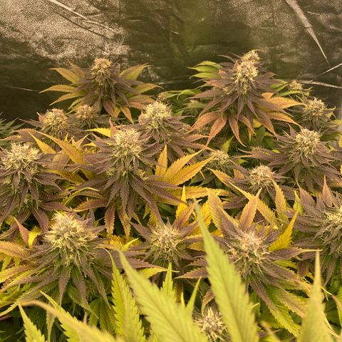 Cookies Gelato growlog timeline photo