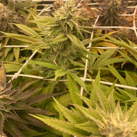 Royal Gorilla growlog timeline photo