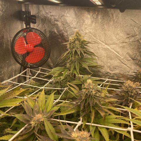 Wedding Crasher growlog timeline photo