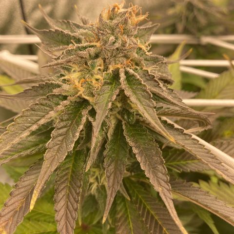 Wedding Crasher growlog timeline photo