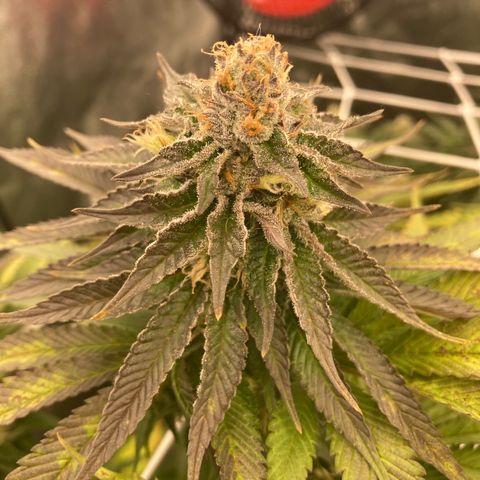 Wedding Crasher growlog timeline photo