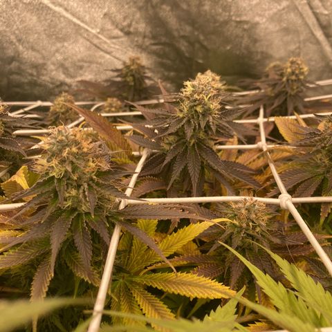Cookies Gelato growlog timeline photo