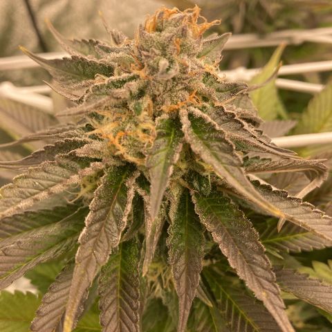 Wedding Crasher growlog timeline photo