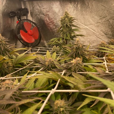 Wedding Crasher growlog timeline photo