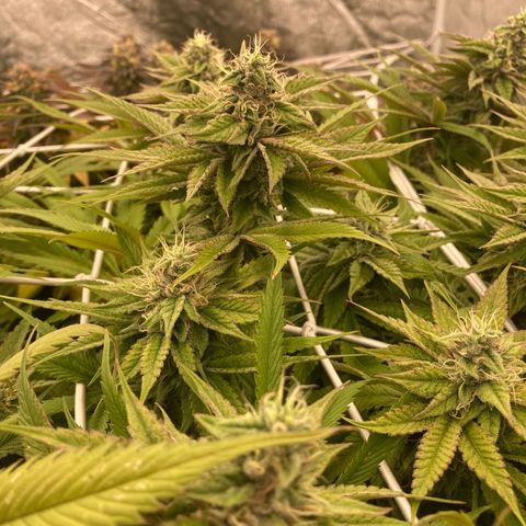 Royal Gorilla growlog timeline photo