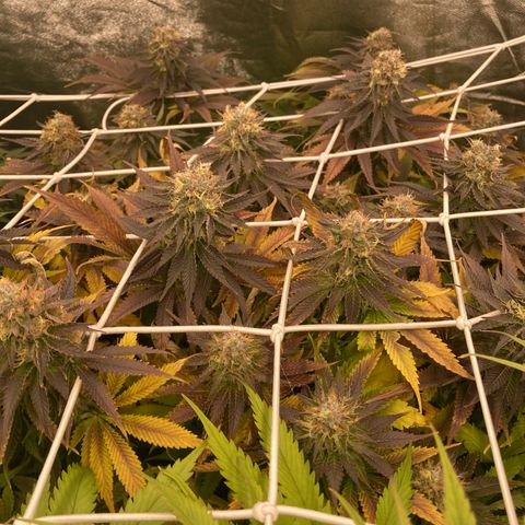 Cookies Gelato growlog timeline photo