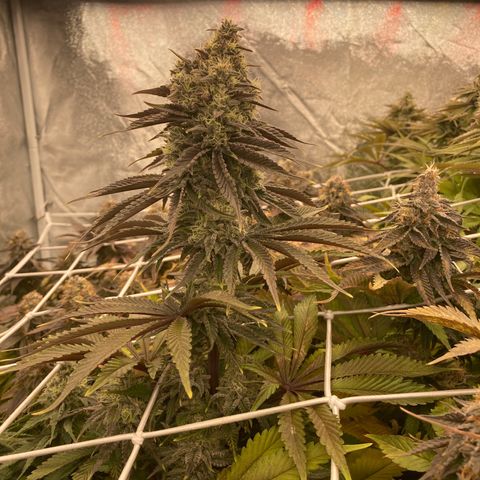 Wedding Crasher growlog timeline photo