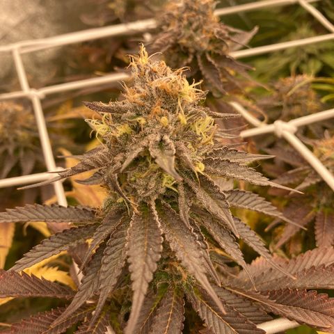Cookies Gelato growlog timeline photo