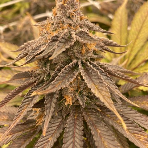 Wedding Crasher growlog timeline photo