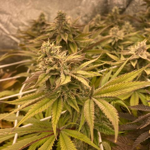 Royal Gorilla growlog timeline photo