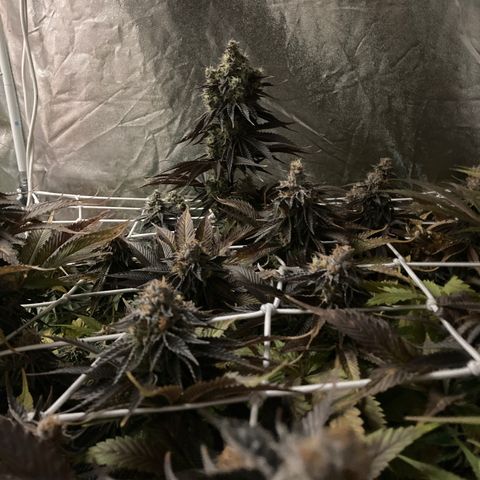 Wedding Crasher growlog timeline photo