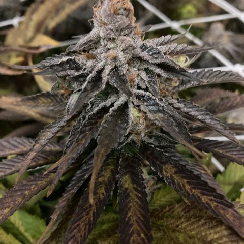 Wedding Crasher growlog timeline photo