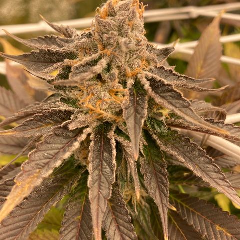 Wedding Crasher growlog timeline photo