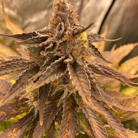 Wedding Crasher growlog timeline photo
