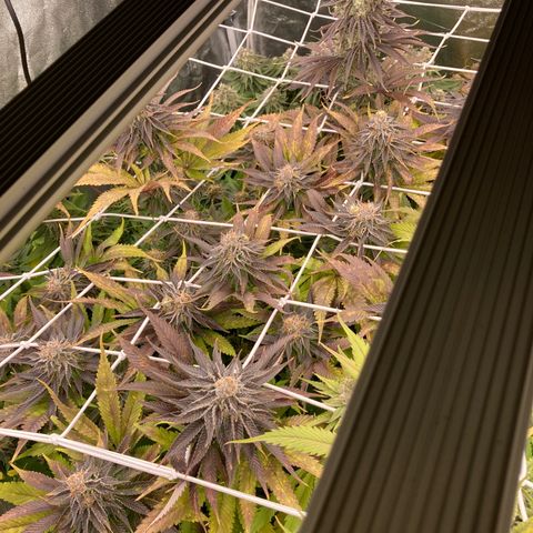 Wedding Crasher growlog timeline photo