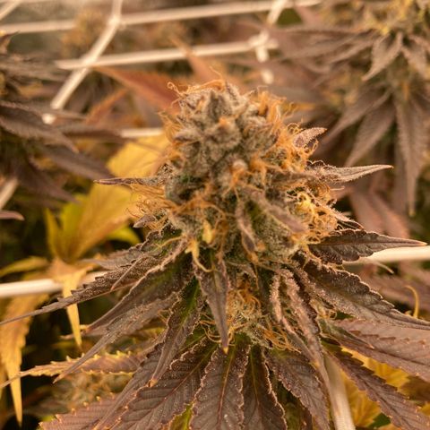 Cookies Gelato growlog timeline photo