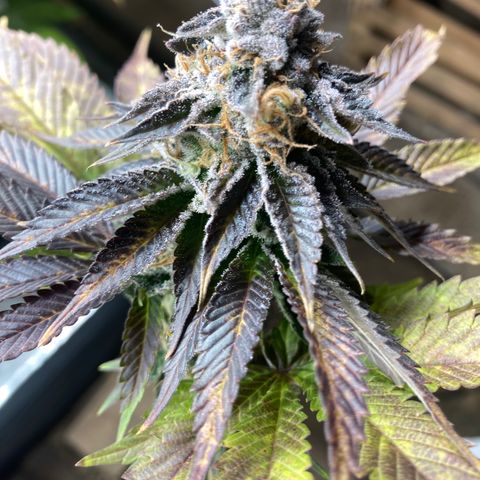 Wedding Crasher growlog timeline photo