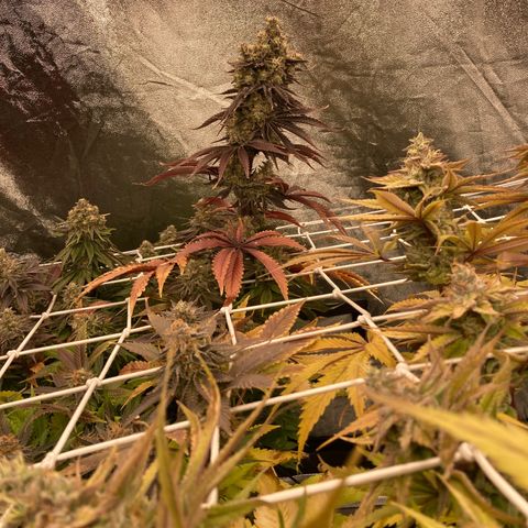 Wedding Crasher growlog timeline photo