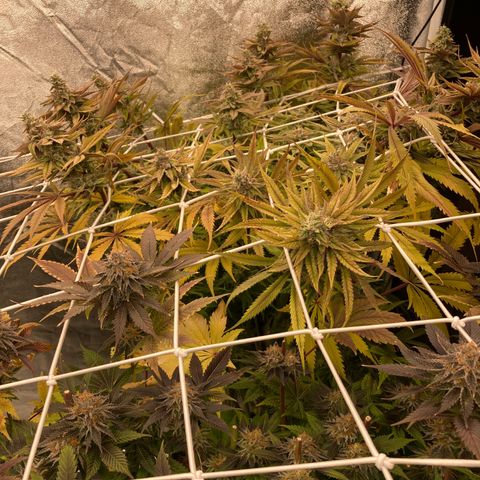 Royal Gorilla growlog timeline photo