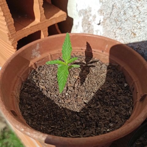 The Safe growlog timeline photo