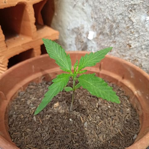 The Safe growlog photo: Planta com desenvolvimento ótimo até o momento