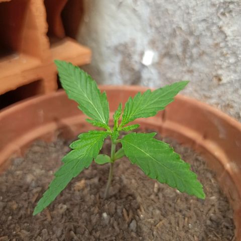 The Safe growlog timeline photo