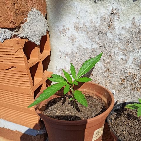 The Safe growlog photo: 15 dias muito bem vividos aqui na Terra, mesmo lidando com várias adversidades.
Meus Parabéns!!! Quanta saúde