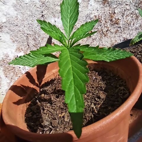 The Safe growlog photo: 15 dias muito bem vividos aqui na Terra, mesmo lidando com várias adversidades.
Meus Parabéns!!! Quanta saúde