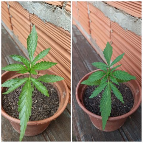 The Safe growlog photo: 17 dias muito bem vividos aqui na Terra. Fotos do antes e depois do teste de sol integral e com mudança de ambiente. Teste feito com cautela observando a planta de 1 em 1 hora. 
Aparentemente a planta reagiu muito bem ao teste e progrediu bastante pra uma diferença de 6 horas. Prosseguir com o método no dia seguinte como um teste de resistência à oscilação da temperatura e ao stress causado pela mudança constante do ambiente da planta. Caso ela mostre problemas com o calor irei retornar ao mesmo método de antes, 5-6 horas de luz direta do Sol + 6 horas de luz do dia, a noite infelizmente ela fica exposta ao brilho das luzes da rua.