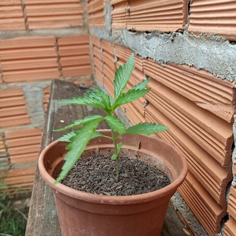 The Safe growlog photo: 17 dias muito bem vividos aqui na Terra. Fotos do antes e depois do teste de sol integral e com mudança de ambiente. Teste feito com cautela observando a planta de 1 em 1 hora. 
Aparentemente a planta reagiu muito bem ao teste e progrediu bastante pra uma diferença de 6 horas. Prosseguir com o método no dia seguinte como um teste de resistência à oscilação da temperatura e ao stress causado pela mudança constante do ambiente da planta. Caso ela mostre problemas com o calor irei retornar ao mesmo método de antes, 5-6 horas de luz direta do Sol + 6 horas de luz do dia, a noite infelizmente ela fica exposta ao brilho das luzes da rua.