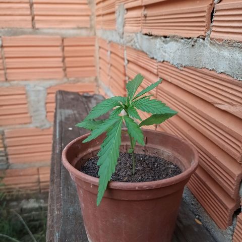 The Safe growlog photo: 17 dias muito bem vividos aqui na Terra. Fotos do antes e depois do teste de sol integral e com mudança de ambiente. Teste feito com cautela observando a planta de 1 em 1 hora. 
Aparentemente a planta reagiu muito bem ao teste e progrediu bastante pra uma diferença de 6 horas. Prosseguir com o método no dia seguinte como um teste de resistência à oscilação da temperatura e ao stress causado pela mudança constante do ambiente da planta. Caso ela mostre problemas com o calor irei retornar ao mesmo método de antes, 5-6 horas de luz direta do Sol + 6 horas de luz do dia, a noite infelizmente ela fica exposta ao brilho das luzes da rua.