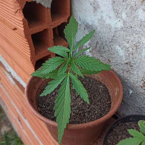 The Safe growlog timeline photo