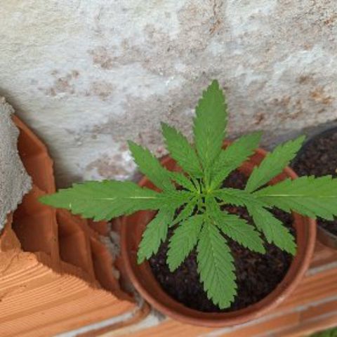 The Safe growlog photo: Crescimento bem saudável até o momento