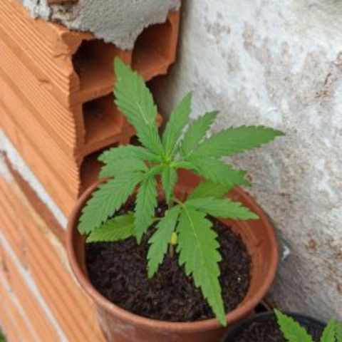 The Safe growlog photo: Crescimento bem saudável até o momento