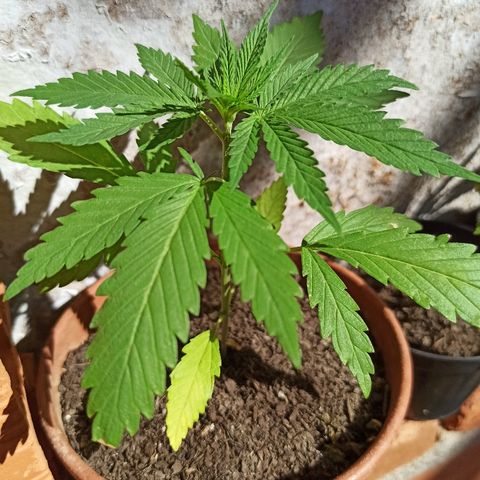 The Safe growlog photo: Após um grande susto no dia 28/05 onde eu encontrei ela murchando por falta d'água ela parece ter se recuperado bem e está com um crescimento ótimo apesar das poucas horas de exposição à luz, às grandes oscilações de temperatura que ocorrem nestes meses antecedentes ao inverno aqui no hemisfério sul e por falta de controle de grandes fatores como PH, medição de nutrientes e aos insetos da guerrilha. Enfim estou satisfeito até então e espero que ela seja fêmea.
