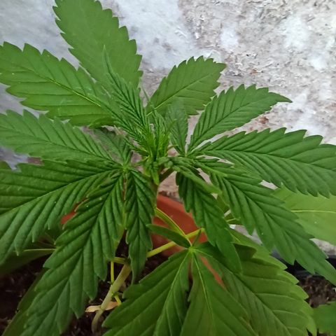 The Safe growlog timeline photo
