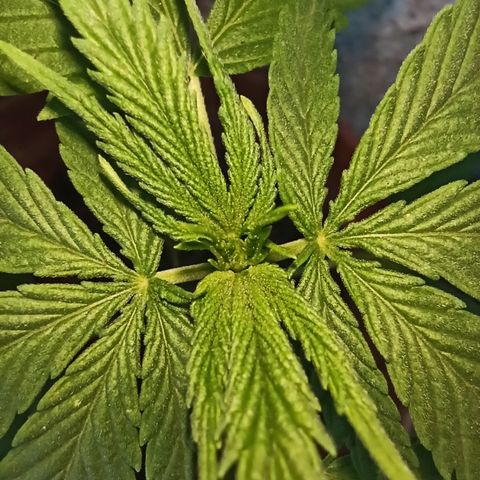 The Safe growlog timeline photo