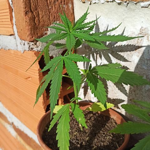 The Safe growlog photo: Planta com desenvolvimento ótimo, hoje mostrando uma pré flor fêmea, muito feliz com isso.