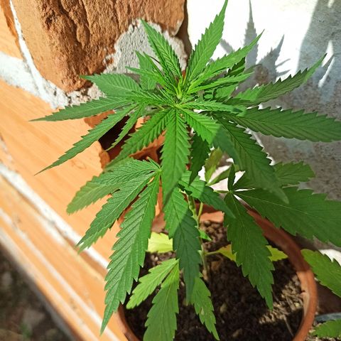 The Safe growlog photo: Planta com desenvolvimento ótimo, hoje mostrando uma pré flor fêmea, muito feliz com isso.