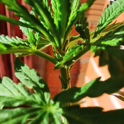 The Safe growlog photo: Quanta alegria por isso. Ela é menina