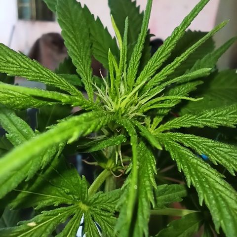 The Safe growlog photo: Depois de passar sede por umas 3 ou 4 vezes ela enfim parece estar começando a sua floração. De imediato ( nem tão imediato kkk ) eu fui na loja dos cowboys fazendeiros daqui comprar um fertilizante. Eu encontrei somente os mineirais foliares, cuja composição do líquido é nitrogênio 1% / Cálcio 8% / Boro 2% . E enfim o granulado destinado a orquídeas com nitrogênio 10% / Fósforo 25% / potássio 16 % / Enxofre 11% / Enxofre (S-SO4) 11%.