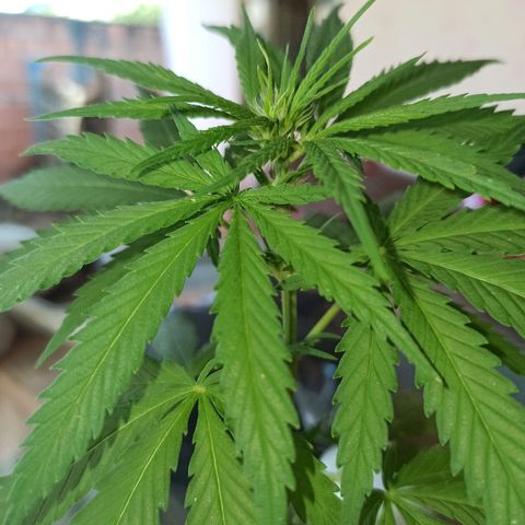 The Safe growlog photo: Depois de passar sede por umas 3 ou 4 vezes ela enfim parece estar começando a sua floração. De imediato ( nem tão imediato kkk ) eu fui na loja dos cowboys fazendeiros daqui comprar um fertilizante. Eu encontrei somente os mineirais foliares, cuja composição do líquido é nitrogênio 1% / Cálcio 8% / Boro 2% . E enfim o granulado destinado a orquídeas com nitrogênio 10% / Fósforo 25% / potássio 16 % / Enxofre 11% / Enxofre (S-SO4) 11%.
