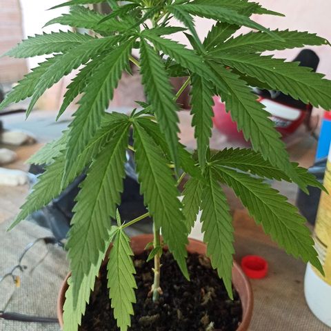 The Safe growlog photo: Depois de passar sede por umas 3 ou 4 vezes ela enfim parece estar começando a sua floração. De imediato ( nem tão imediato kkk ) eu fui na loja dos cowboys fazendeiros daqui comprar um fertilizante. Eu encontrei somente os mineirais foliares, cuja composição do líquido é nitrogênio 1% / Cálcio 8% / Boro 2% . E enfim o granulado destinado a orquídeas com nitrogênio 10% / Fósforo 25% / potássio 16 % / Enxofre 11% / Enxofre (S-SO4) 11%.