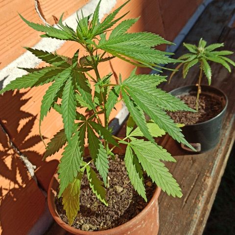 The Safe growlog photo: Hoje ela começa o seu novo estágio, é hora de florir !!!