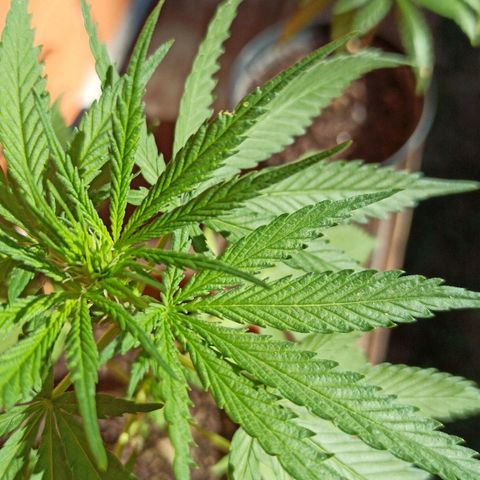 The Safe growlog photo: Hoje ela começa o seu novo estágio, é hora de florir !!!