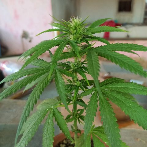 The Safe growlog photo: Hoje na sua 2a semana de flora, ela demonstra um certo excesso de nutrientes, e dessa forma como aplicação mudou pra toda sexta. Hoje diminuirei pela metade a dosagem do fertilizante foliar