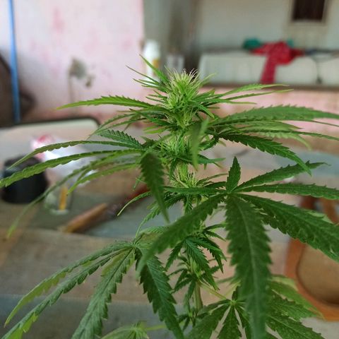 The Safe growlog photo: Hoje na sua 2a semana de flora, ela demonstra um certo excesso de nutrientes, e dessa forma como aplicação mudou pra toda sexta. Hoje diminuirei pela metade a dosagem do fertilizante foliar
